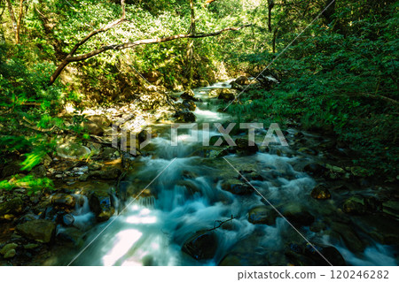 Stream in green Tropical Rain Forest, Rincon de la Vieja, Province, Costa Rica Stream in green Tropical Rain Forest, Rincon de la Vieja, Province, Costa Rica 120246282
