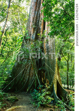 Fig Tree roots in Rincon de la Vieja, Province, Costa Rica 120246284