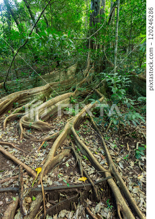 Fig Tree roots in Rincon de la Vieja, Province, Costa Rica 120246286