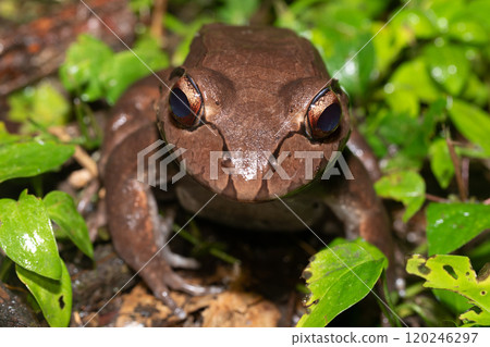 Savages thin-toed frog - Leptodactylus savagei, Refugio de Vida Silvestre Cano Negro, Costa Rica Wildlife Savages thin-toed frog - Leptodactylus savagei, Refugio de Vida Silvestre Cano Negro, Costa Rica Wildlife 120246297