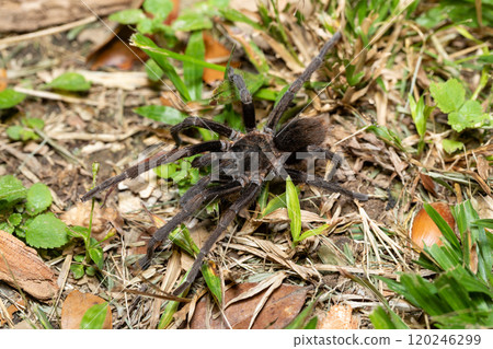 Spider, tarantula, Sericopelma melanotarsum. Curubande de Liberia, Costa Rica wildlife 120246299