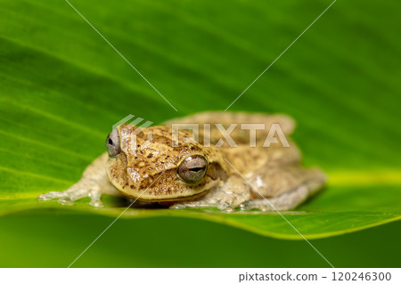 Veragua cross-banded tree frog (Smilisca sordida), species of frog. Refugio de Vida Silvestre Cano Negro, Costa Rica Wildlife. 120246300