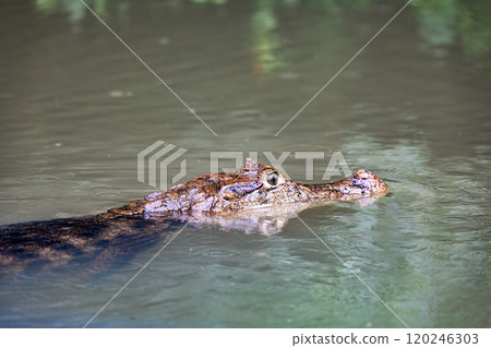 Spectacled caiman, Caiman crocodilus Cano Negro, Costa Rica. Spectacled caiman, Caiman crocodilus Cano Negro, Costa Rica. 120246303