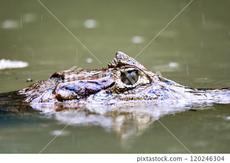 Spectacled caiman, Caiman crocodilus Cano Negro, Costa Rica. 120246304