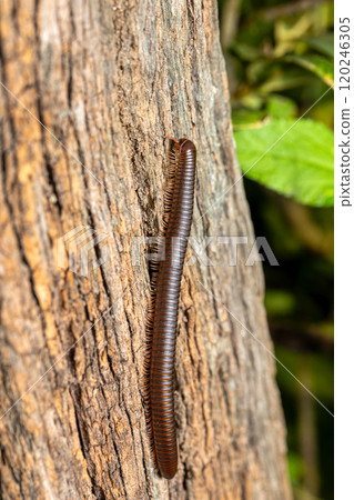 Spirobolida millipede. Liberia, Costa Rica Wildlife. Spirobolida millipede. Liberia, Costa Rica Wildlife. 120246305