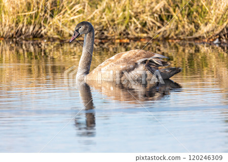 Young mute swan morning at the pond. Young mute swan morning at the pond. 120246309