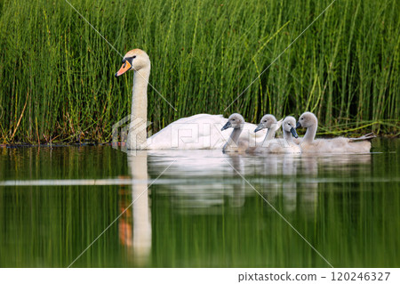 Wild bird mute swan in spring on pond. Czech Republic Europe wildlife. 120246327