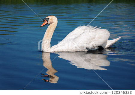 Mute swan, Cygnus, single bird on water. Czech Republic Europe wildlife. Mute swan, Cygnus, single bird on water. Czech Republic Europe wildlife. 120246328