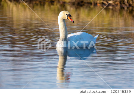 Mute swan, Cygnus, single bird on water. Czech Republic Europe wildlife. Mute swan, Cygnus, single bird on water. Czech Republic Europe wildlife. 120246329