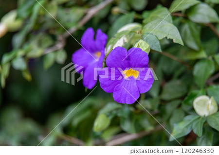 Thunbergia erecta, commonly known as the bush clock vine. Liberia, Costa Rica Thunbergia erecta, commonly known as the bush clock vine. Liberia, Costa Rica 120246330