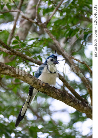 White-throated magpie-jay (Calocitta formosa) 120246338