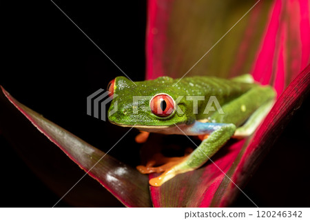 Red-eyed tree frog (Agalychnis callidryas) Cano Negro, Costa Rica wildlife 120246342