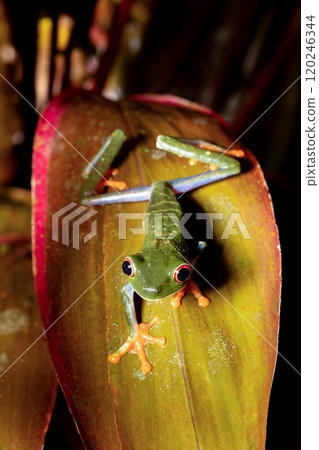 Red-eyed tree frog (Agalychnis callidryas) Cano Negro, Costa Rica wildlife 120246344
