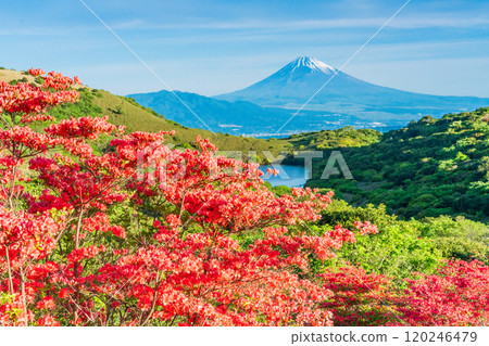 [Shizuoka Prefecture] Mt. Fuji as seen from Hakone Gendake with beautiful mountain azaleas in full bloom 120246479