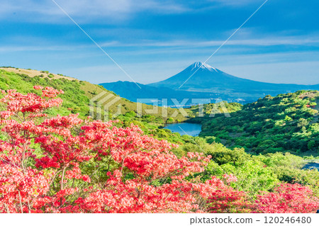 [Shizuoka Prefecture] Mt. Fuji as seen from Hakone Gendake with beautiful mountain azaleas in full bloom 120246480