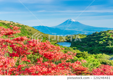 [Shizuoka Prefecture] Mt. Fuji as seen from Hakone Gendake with beautiful mountain azaleas in full bloom 120246481