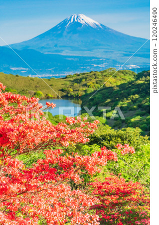 【靜岡縣】從箱根源岳眺望富士山，美麗的山杜鵑花盛開 120246490