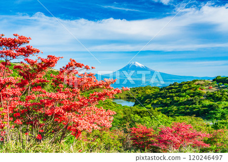[Shizuoka Prefecture] Mt. Fuji as seen from Hakone Gendake with beautiful mountain azaleas in full bloom 120246497
