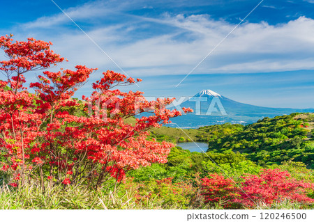 【靜岡縣】從箱根源岳眺望富士山,美麗的山杜鵑花盛開 【靜岡縣】從箱根源岳眺望富士山,美麗的山杜鵑花盛開 120246500