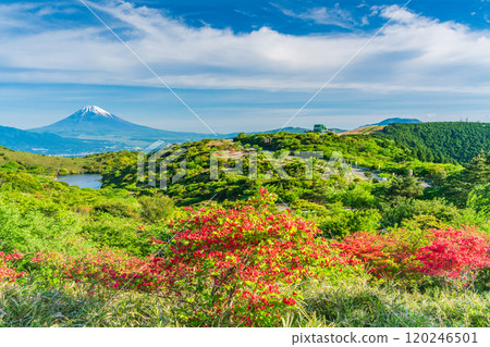 【靜岡縣】從箱根源岳眺望富士山，美麗的山杜鵑花盛開 120246501