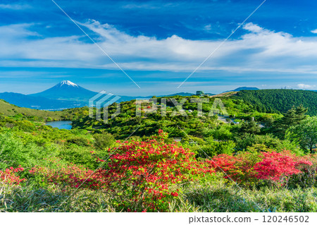 【靜岡縣】從箱根源岳眺望富士山，美麗的山杜鵑花盛開 120246502