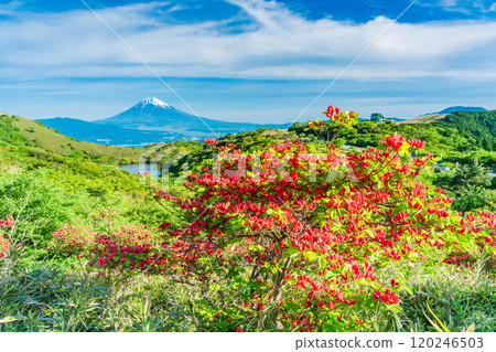 [Shizuoka Prefecture] Mt. Fuji as seen from Hakone Gendake with beautiful mountain azaleas in full bloom 120246503