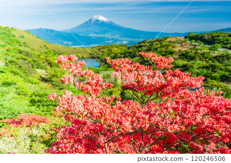 [Shizuoka Prefecture] Mt. Fuji as seen from Hakone Gendake with beautiful mountain azaleas in full bloom 120246506