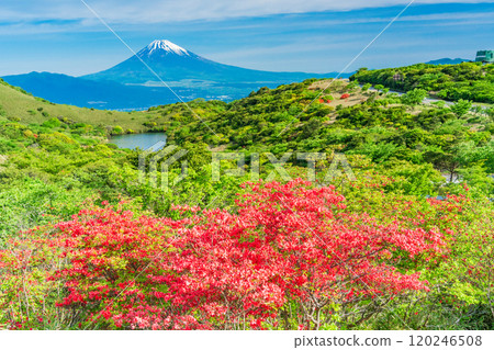 【靜岡縣】從箱根源岳眺望富士山,美麗的山杜鵑花盛開 【靜岡縣】從箱根源岳眺望富士山,美麗的山杜鵑花盛開 120246508