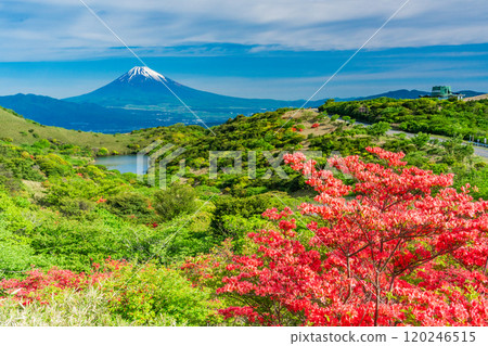 【靜岡縣】從箱根源岳眺望富士山,美麗的山杜鵑花盛開 【靜岡縣】從箱根源岳眺望富士山,美麗的山杜鵑花盛開 120246515