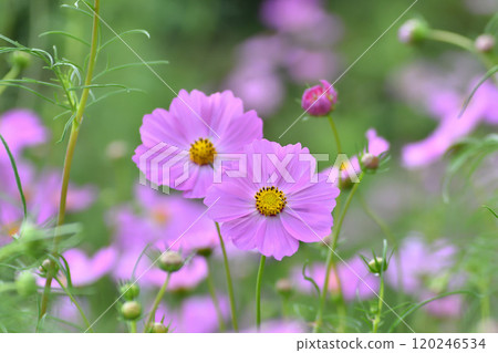 Pink cosmos blooming in the autumn fields Pink cosmos blooming in the autumn fields 120246534