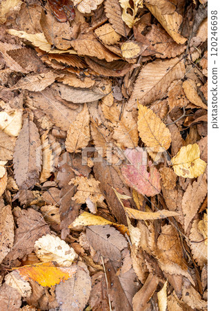 落葉的風景 落葉的風景 120246698
