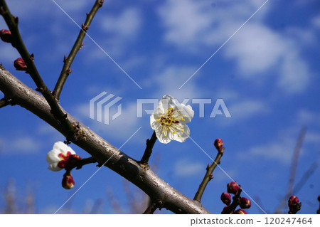 White plum White plum 120247464