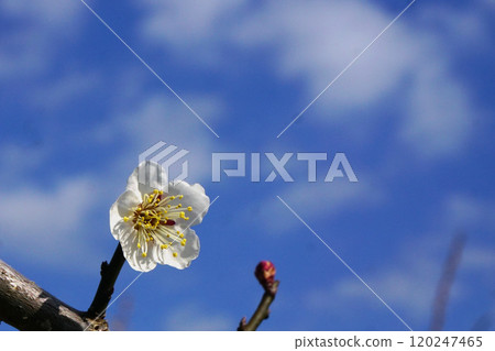White plum White plum 120247465