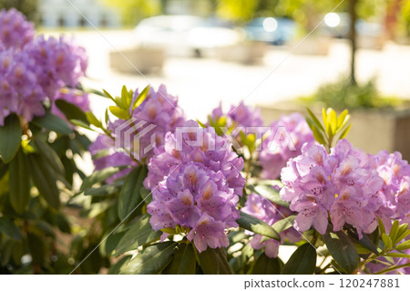 Pink and Mauve Blooming Rhododendron Flower outdoors. Nature background 120247881
