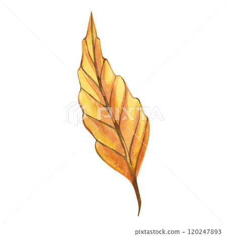 Yellow beech tree leaf hand painted with watercolor on white background. Watercolor illustration. Suitable for Thanksgiving invitations and cards, design, scrapbooking, decor. 120247893