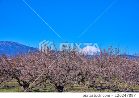 Soga Plum Grove and Mount Fuji in Odawara, Kanagawa Prefecture 120247897