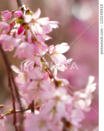 Weeping cherry blossoms herald the arrival of spring 120248918