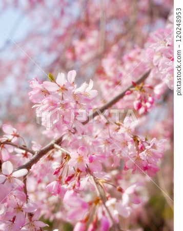 Weeping cherry blossoms herald the arrival of spring Weeping cherry blossoms herald the arrival of spring 120248953