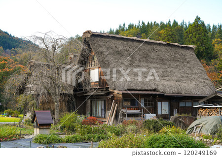 Shirakawago autumn leaves Shirakawago autumn leaves 120249169