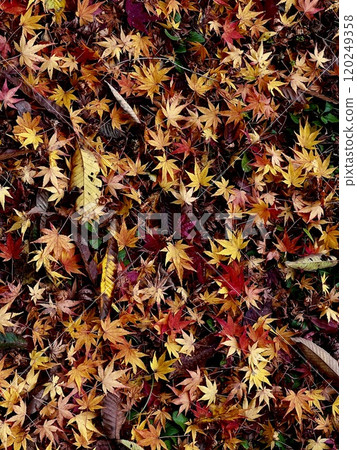 Autumn leaves that fell to the ground Autumn leaves that fell to the ground 120249358