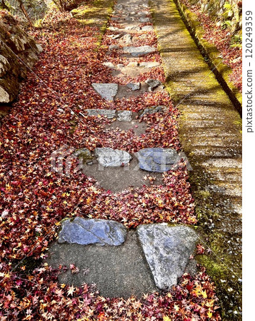 Autumn leaves scattered on the stone pavement Autumn leaves scattered on the stone pavement 120249359