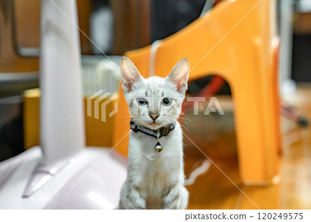 Cat striking contrast of a light brown mackerel tabby coat and piercing light green eyes draws our attention as a beautiful kitten looks our way. 120249575