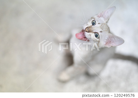 Cat striking contrast of a light brown mackerel tabby coat and piercing light green eyes draws our attention as a beautiful kitten looks our way. 120249576