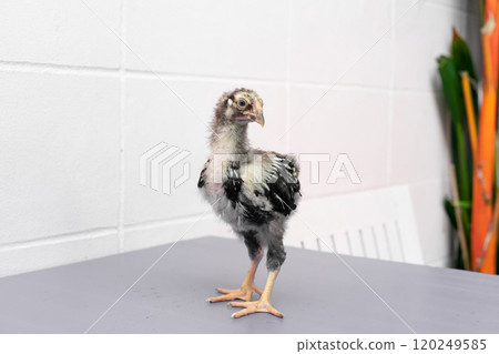 Black Chick is standing on purple gray table in outdoor light. 120249585