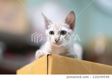 Cute cat is top carton box on blurry background. Cute little kitten is sitting and looking above the box. Cute cat is top carton box on blurry background. Cute little kitten is sitting and looking above the box. 120249599
