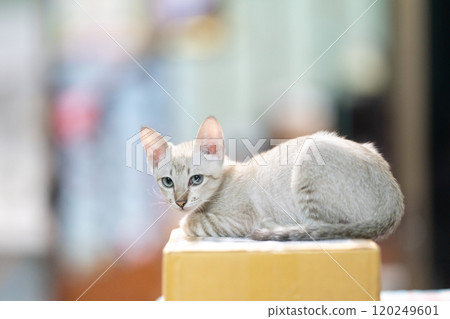 Little cat is looking backside from above a paper box with blurry background. Little cat is looking backside from above a paper box with blurry background. 120249601