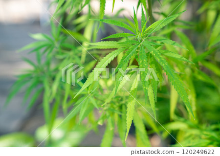 A lush marijuana plant  with stem and leaves under the sunshine. A herbal plant used for medical purposes to make the medicine. A weed plant for smoking and making drugs. 120249622