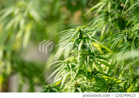 A lush marijuana plant with stem and leaves under the sunshine. A herbal plant used for medical purposes to make the medicine. A weed plant for smoking and making drugs. A lush marijuana plant with stem and leaves under the sunshine. A herbal plant used for medical purposes to make the medicine. A weed plant for smoking and making drugs. 120249623