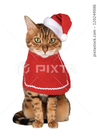 Adorable Bengal cat in Santa hat. 120249986
