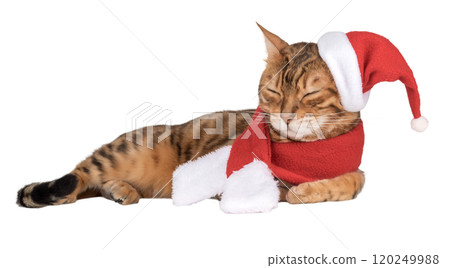 Adorable Bengal cat in Santa hat. Adorable Bengal cat in Santa hat. 120249988